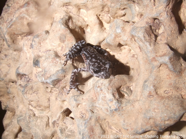 Oreolalax rodhostigmatus dans la rivière de Longnudong-Longqiaogedong 龙女洞 -龙桥阁洞 Guizhou