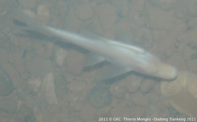 Gibbibarbus cyphotergous dans la grotte de Dadaitangdong æ‰“å²±å¡˜æ´ž (Tangbian å¡˜è¾¹ Pingtang å¹³å¡˜ Guizhou)